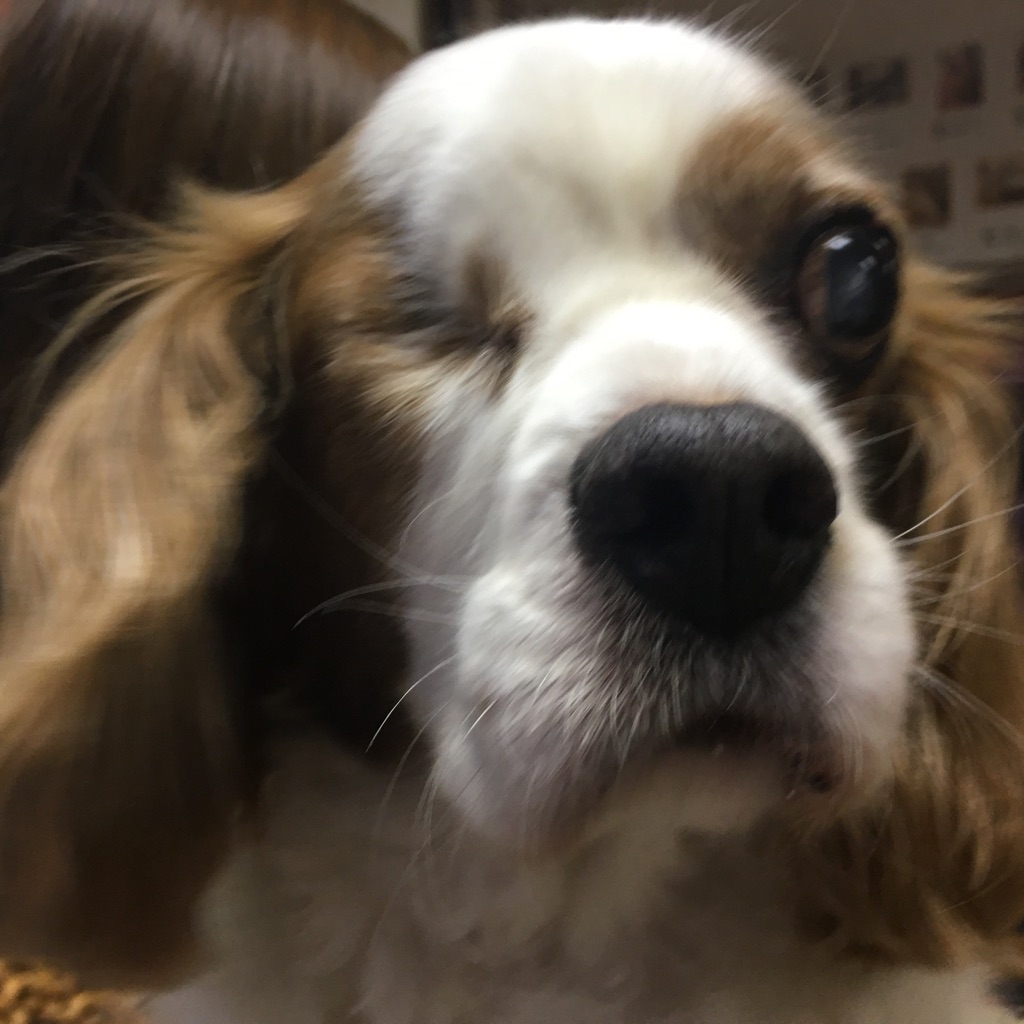 【今日の里帰りワンコ🐶チワワのルチア➡ショコラちゃん💕、キャバリアのアーチャー💕＆ポメラニアンのモナカちゃん💕】